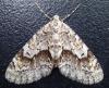 Cladara limitaria